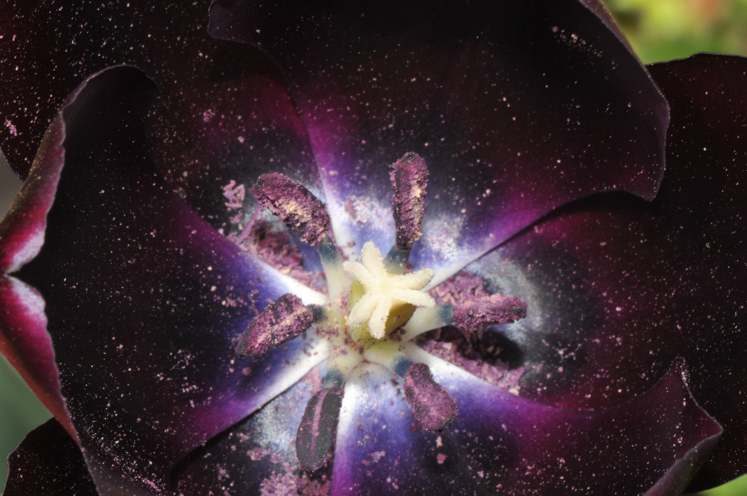 All'interno del fiore