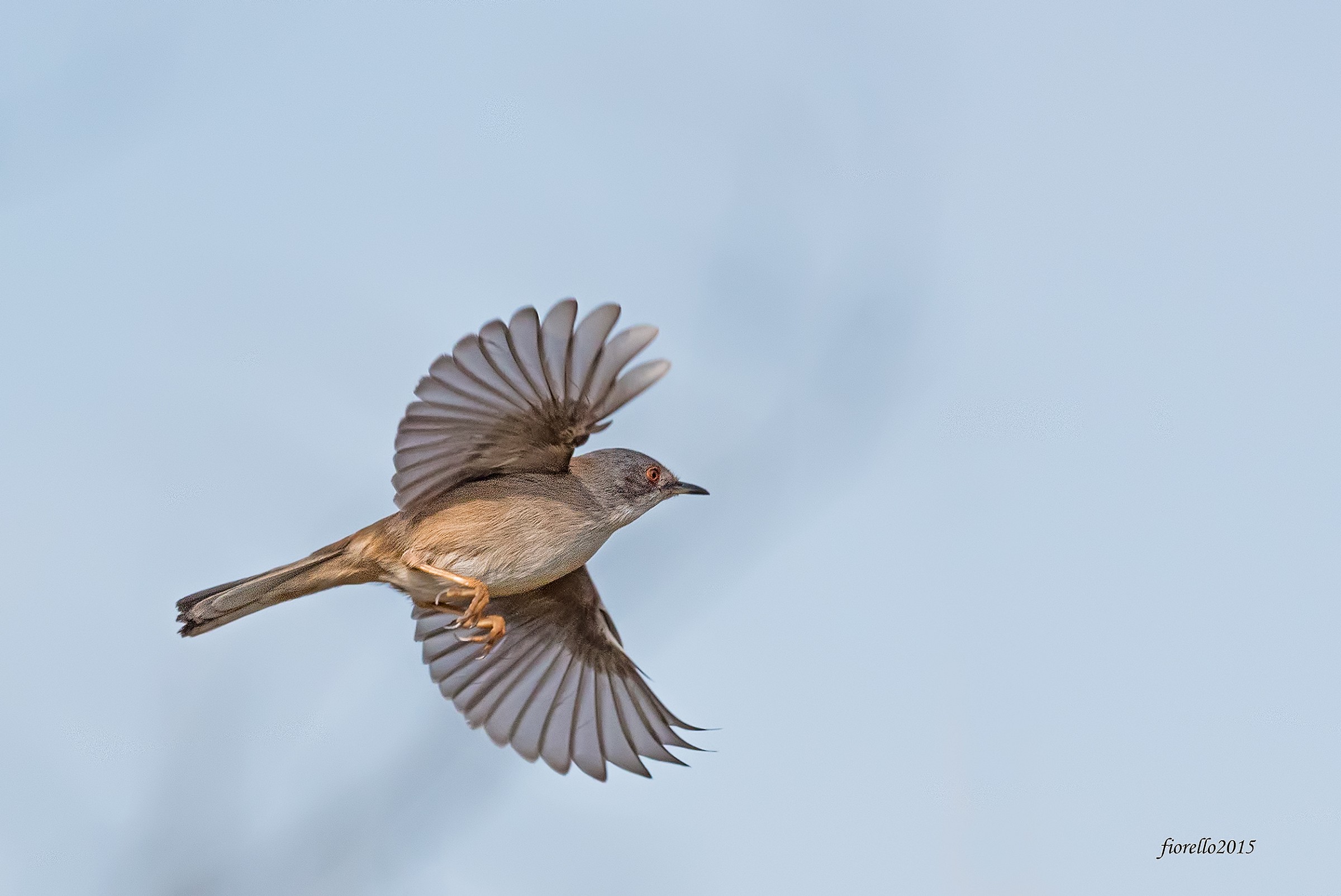 Occiocotto femmina volante