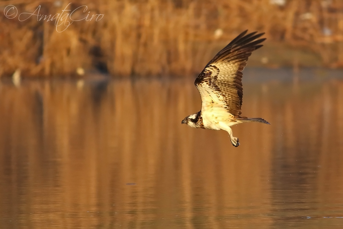 Osprey at an early lights