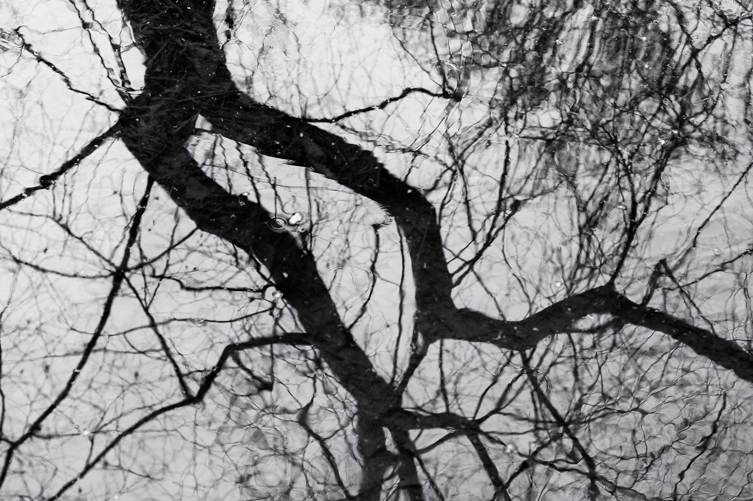 Thoughts in black and white