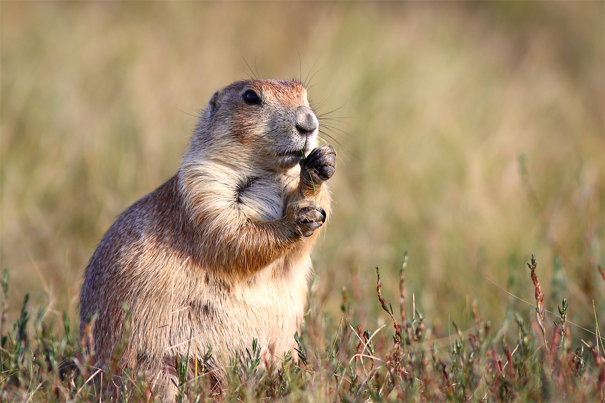 Prairie Dog