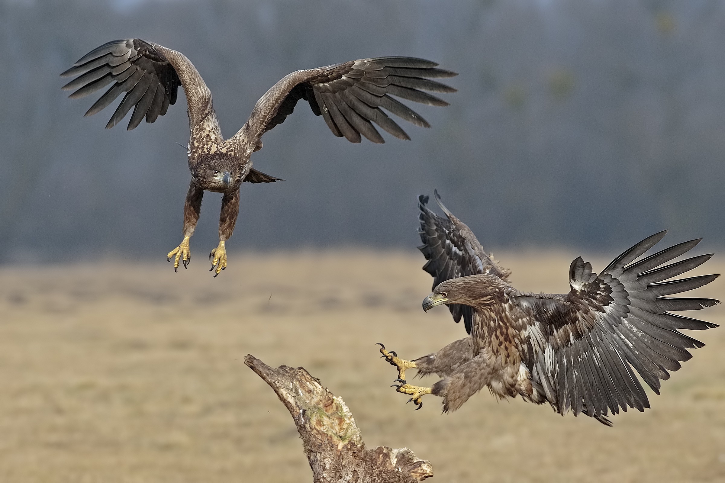 Aquila di mare - Polonia