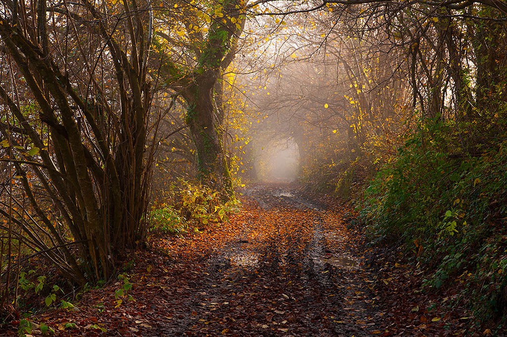 The road in the woods