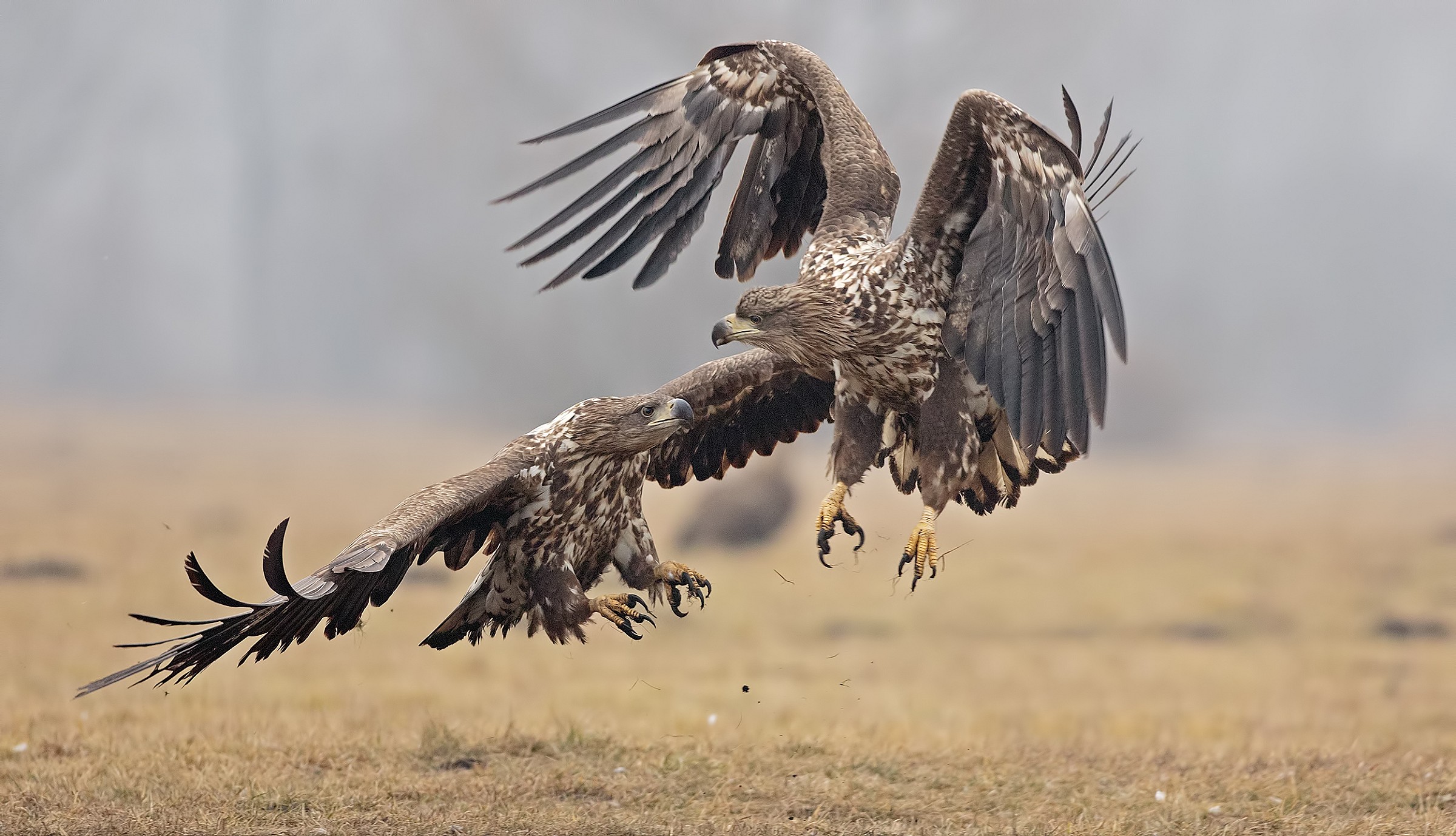 Aquila di mare - Polonia
