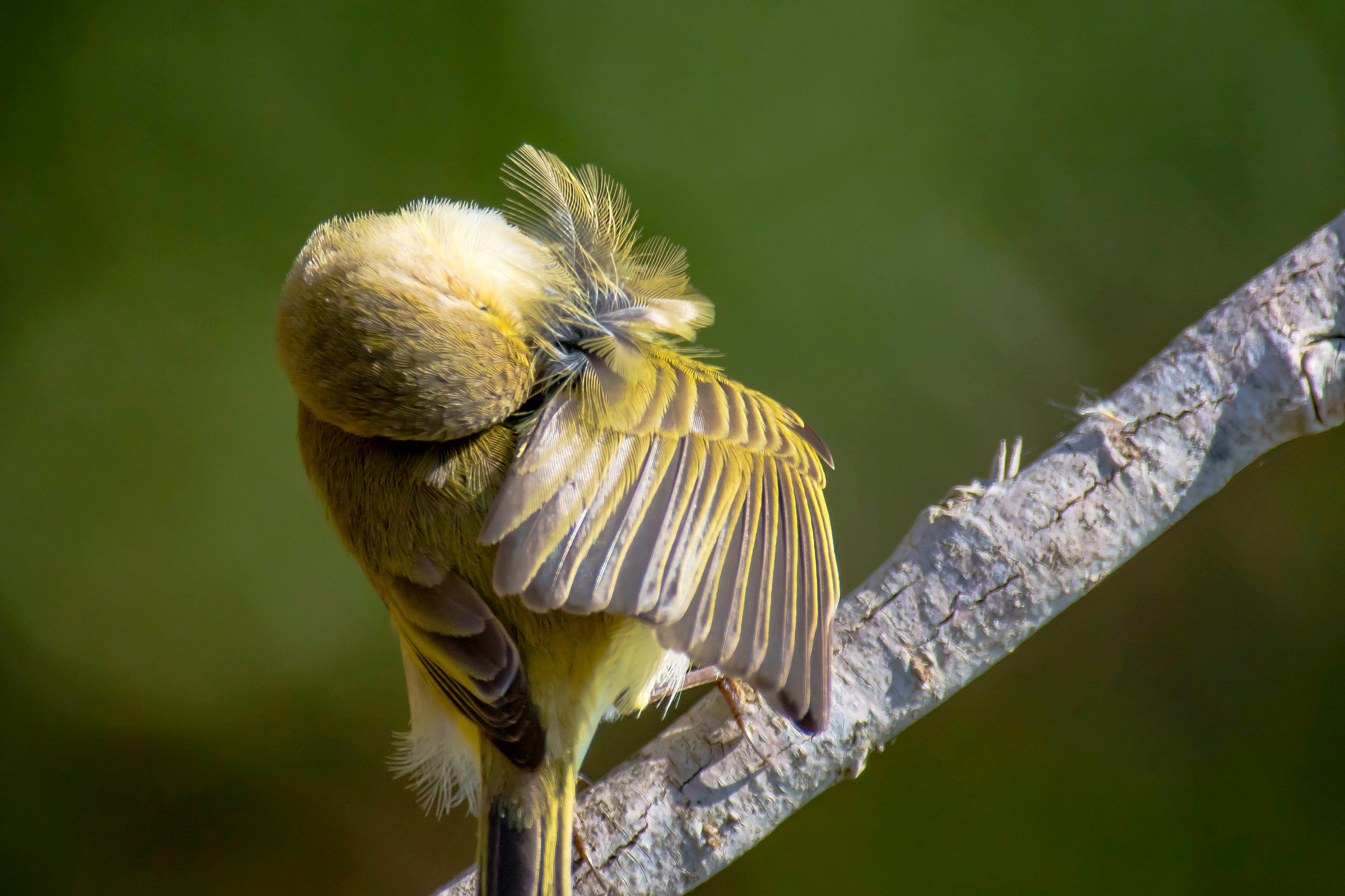 Warbler in manutezione.