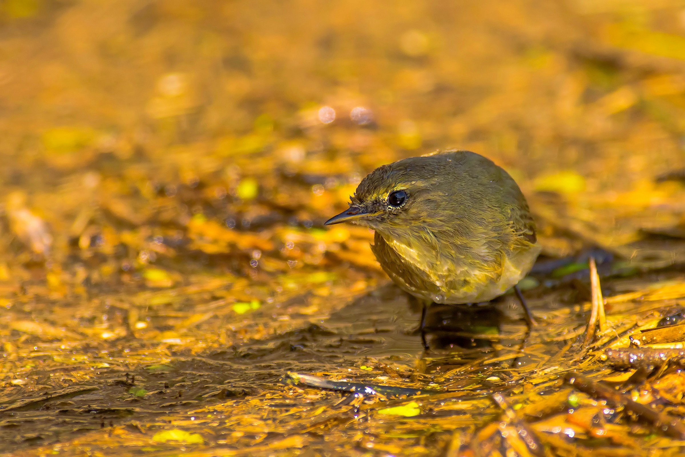 Warbler at bath