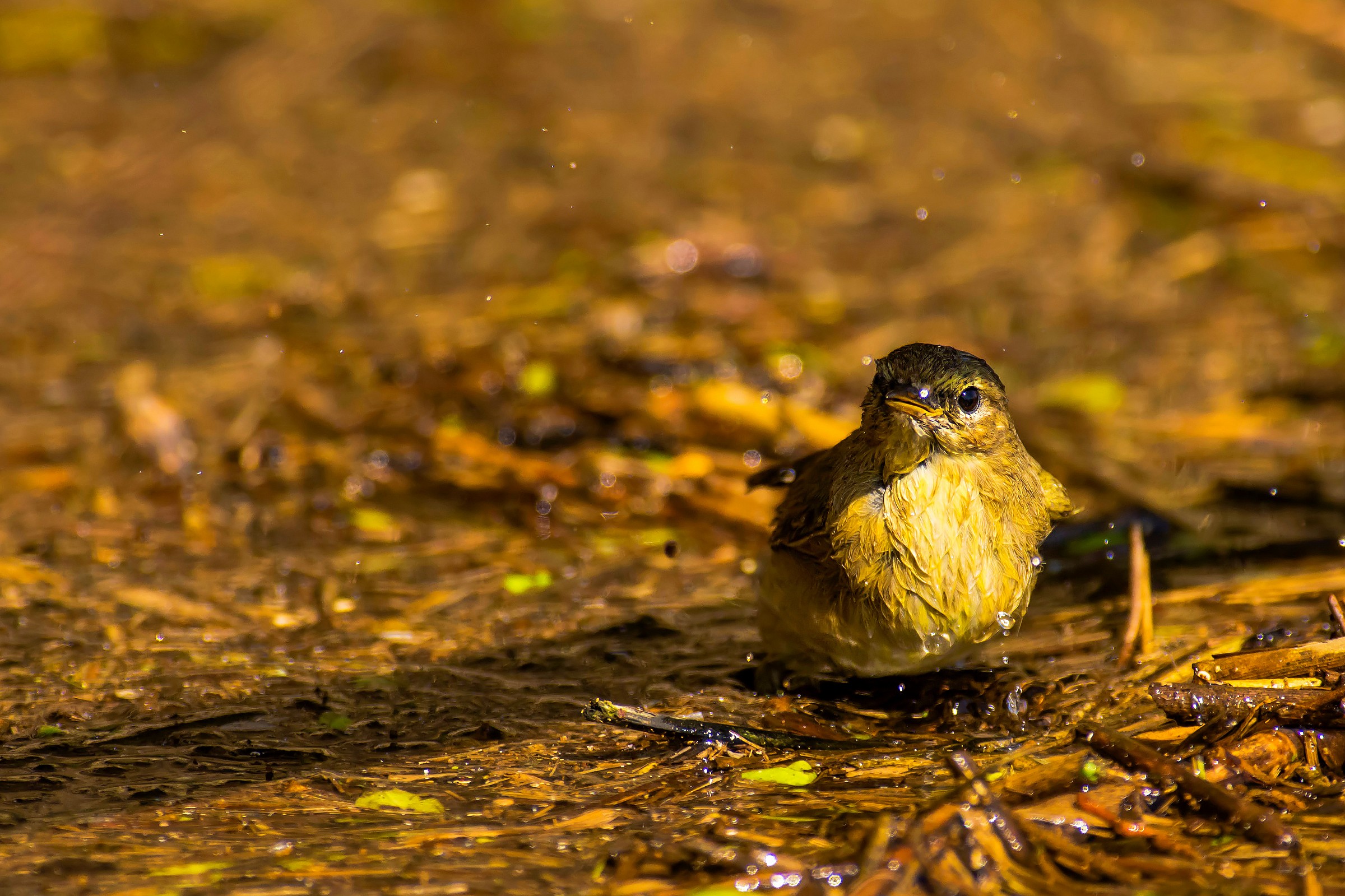 Warbler at bath