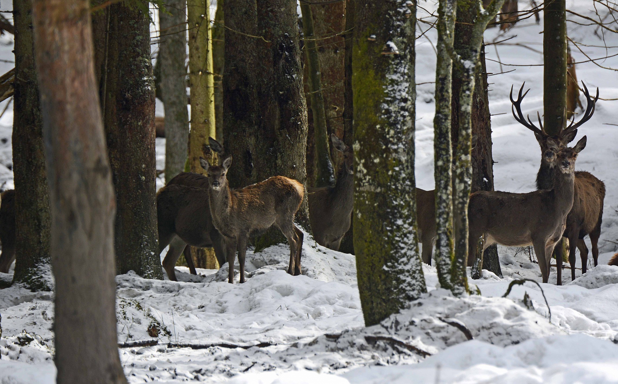 Deer Bayerischer Wald