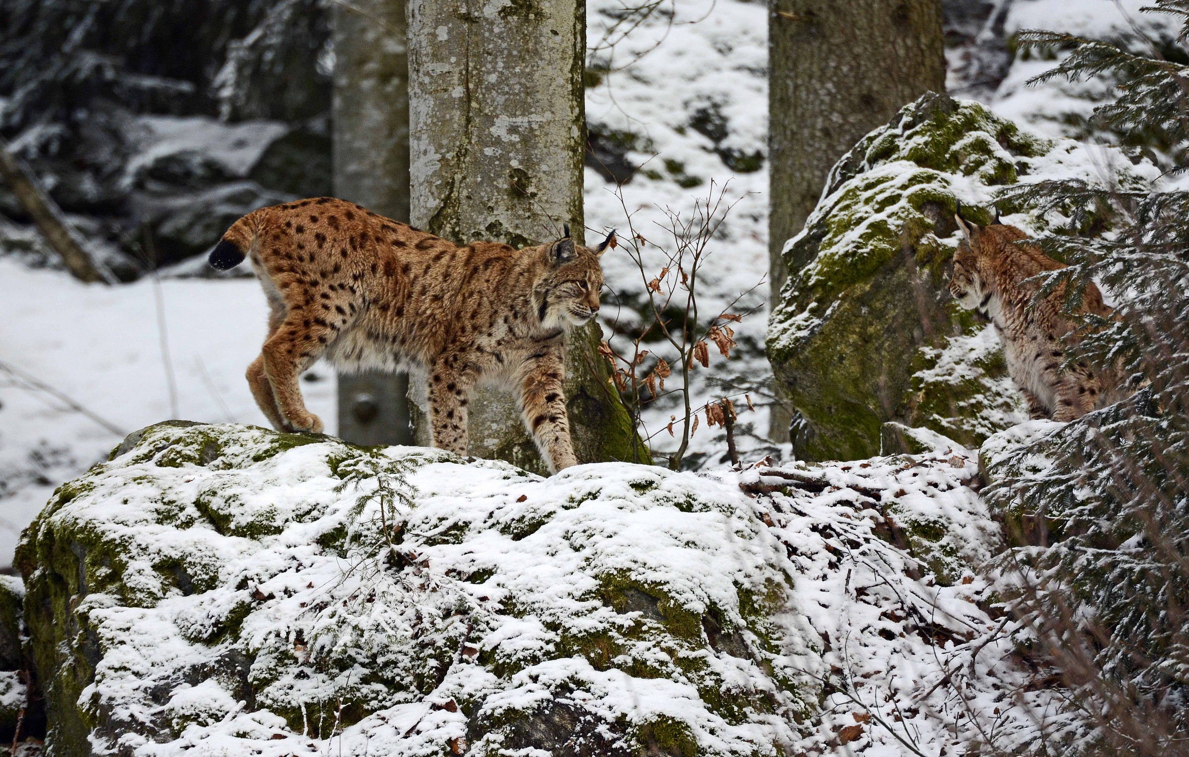 Linci_1 the Bayerischer Wald