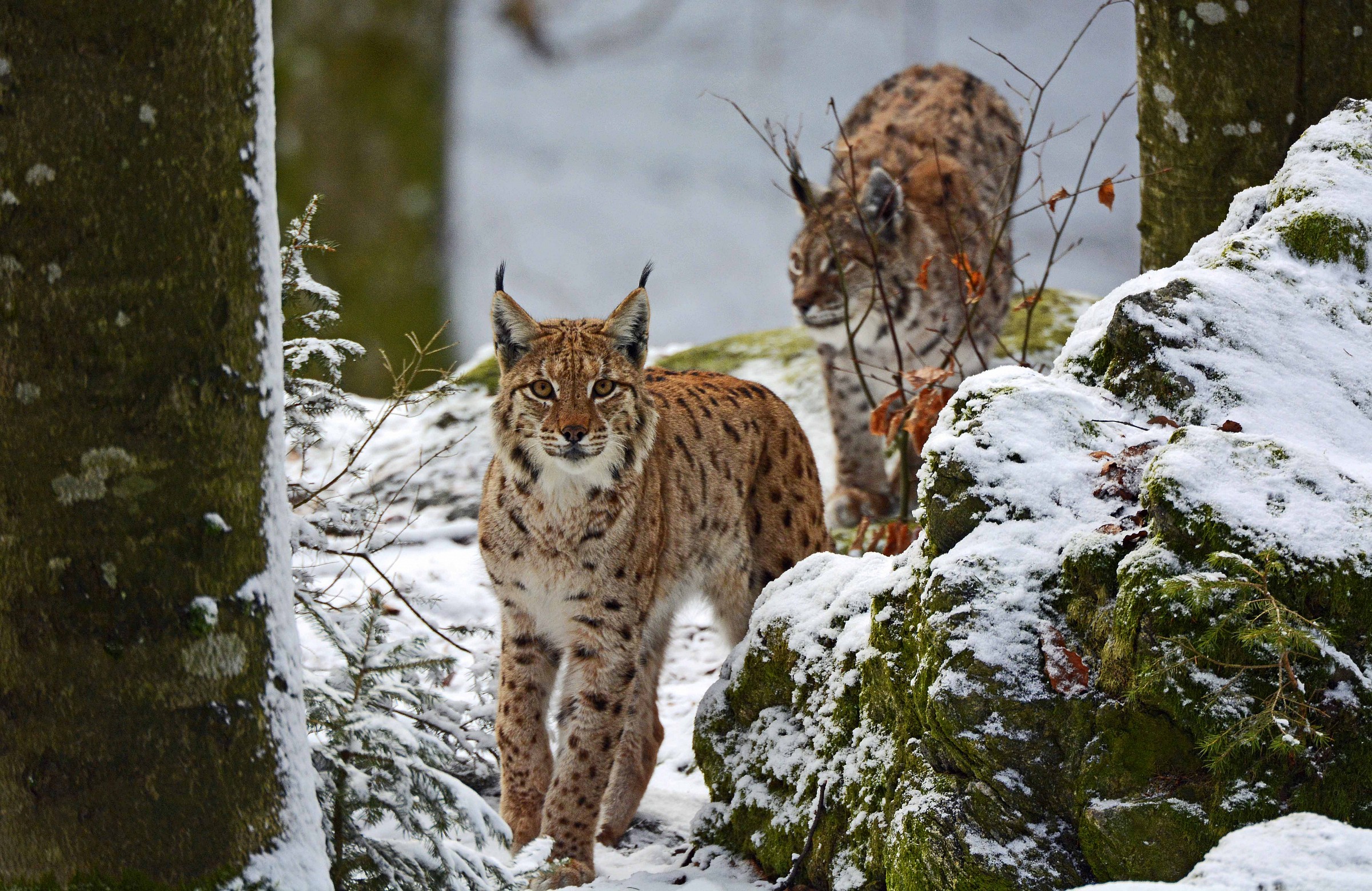 Linci_2 the Bayerischer Wald