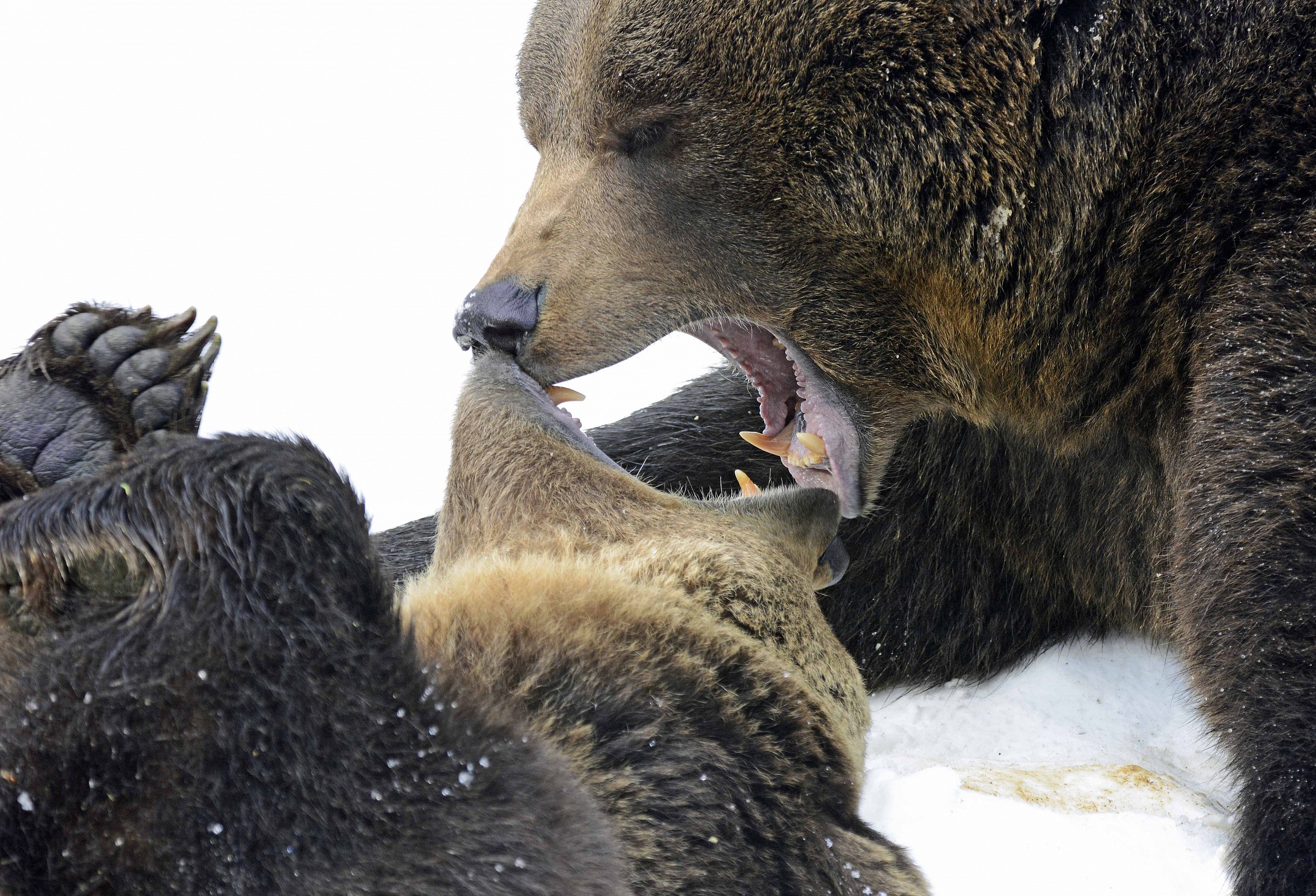 Orsi_1 the Bayerischer Wald