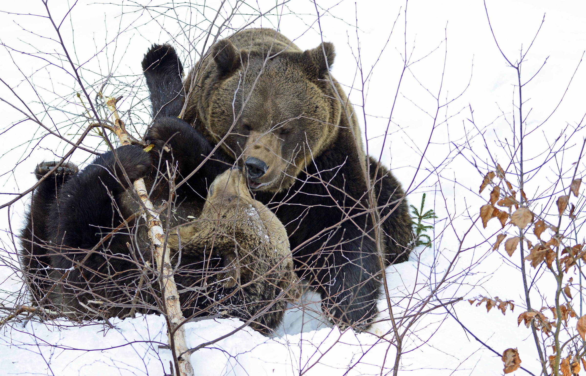 Orsi_3 the Bayerischer Wald