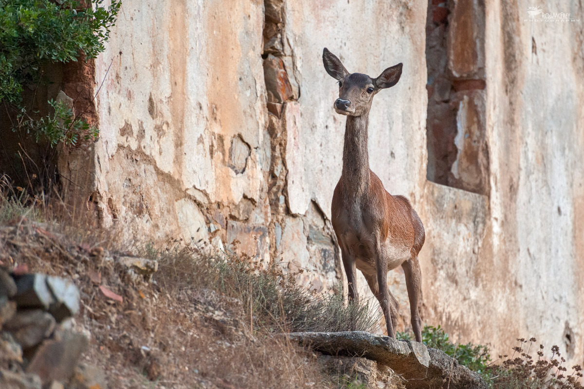 Cerva tra le rovine