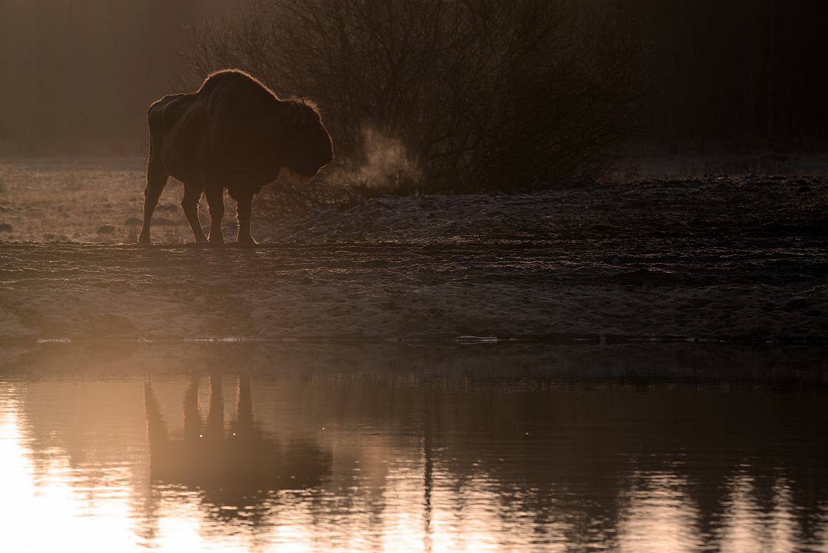 Europero bison (Bison bonasus)