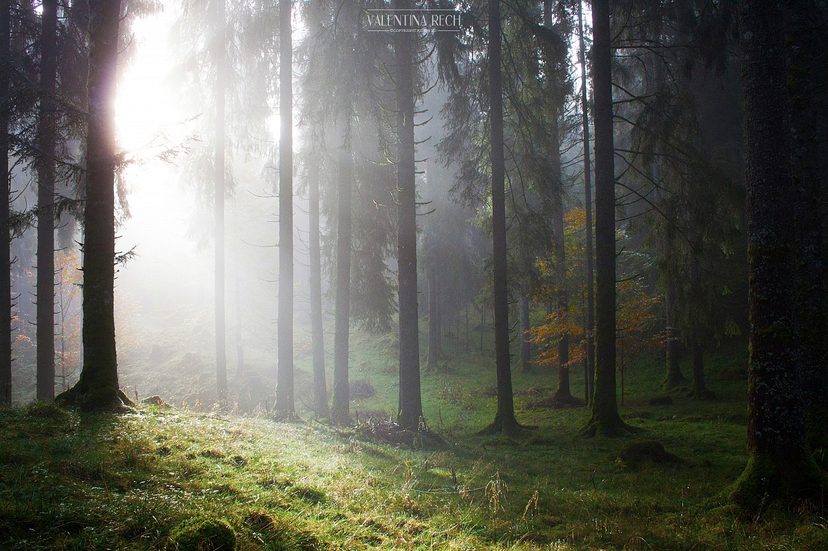 il risveglio della luce nella foresta