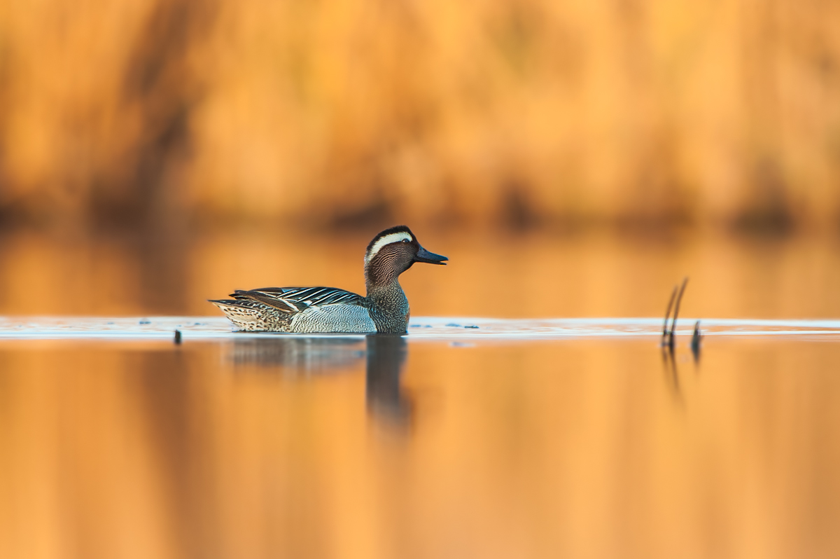 Marzaiola all'alba(a fine mese ricomincio a postare!)