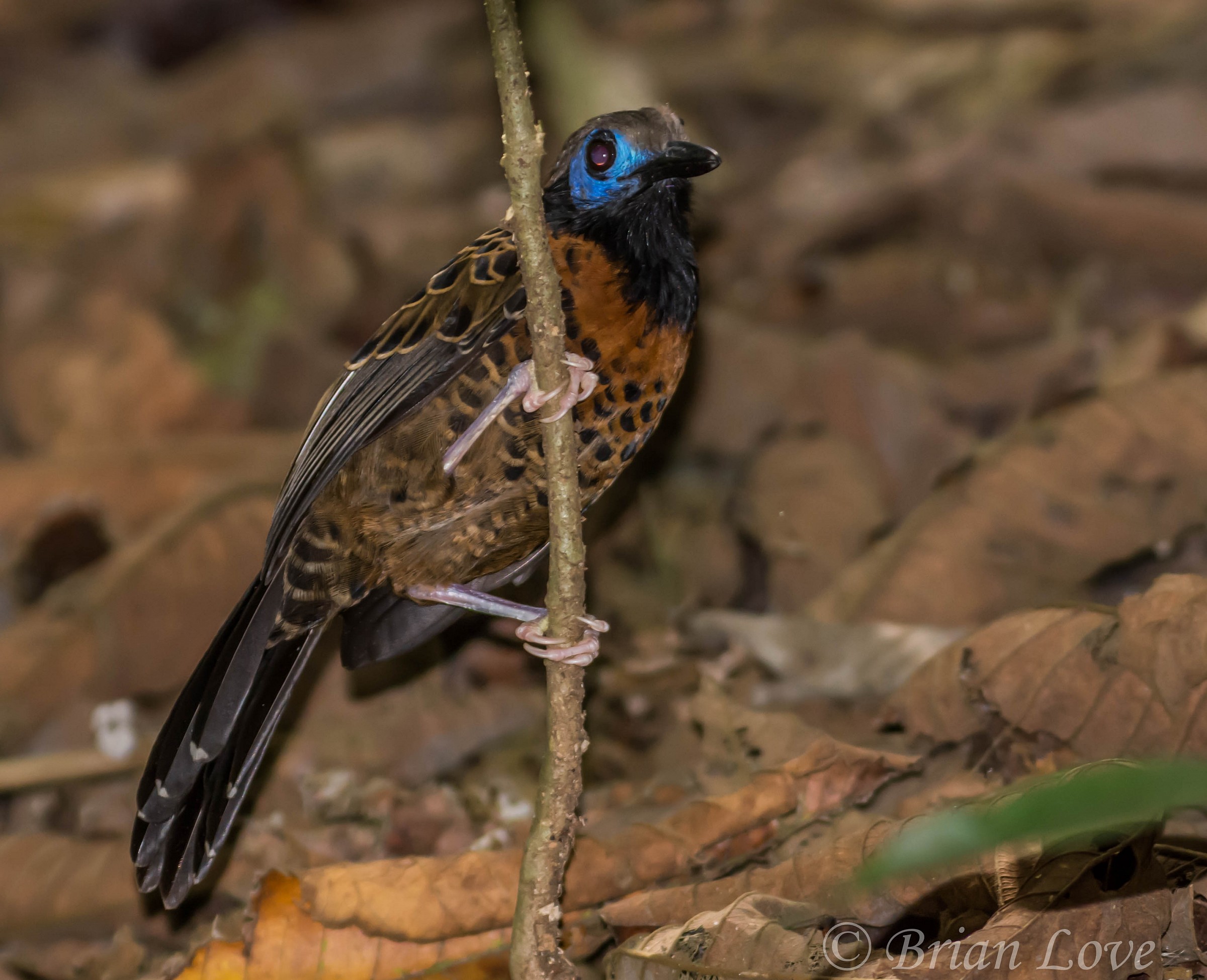 Antbird ocellata