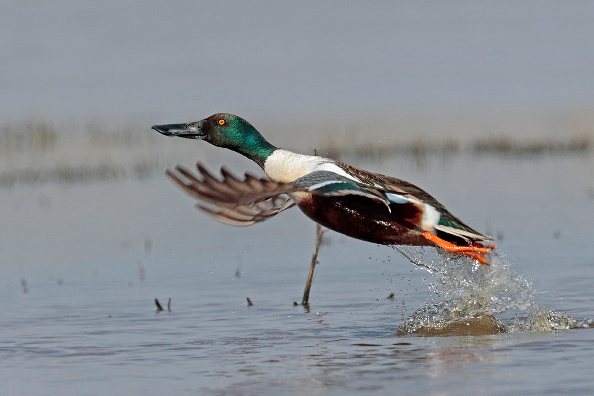 Shoveler - fledging