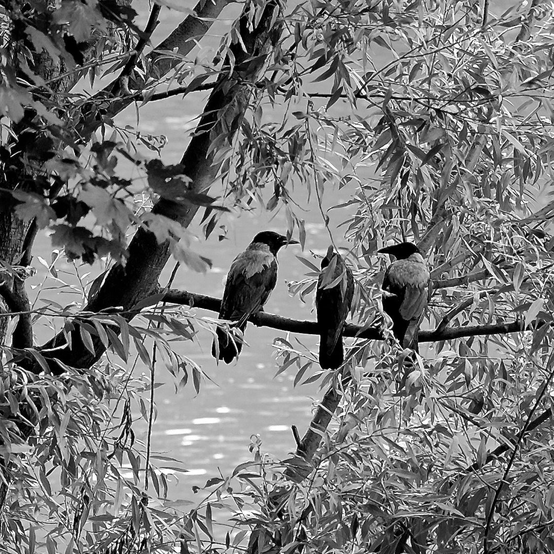 Cornacchie in conversazione