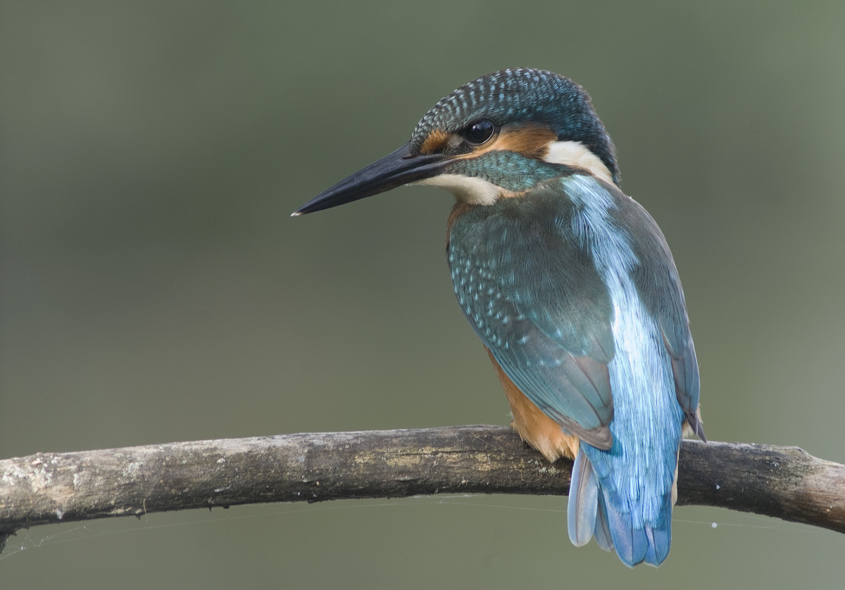 Kingfisher