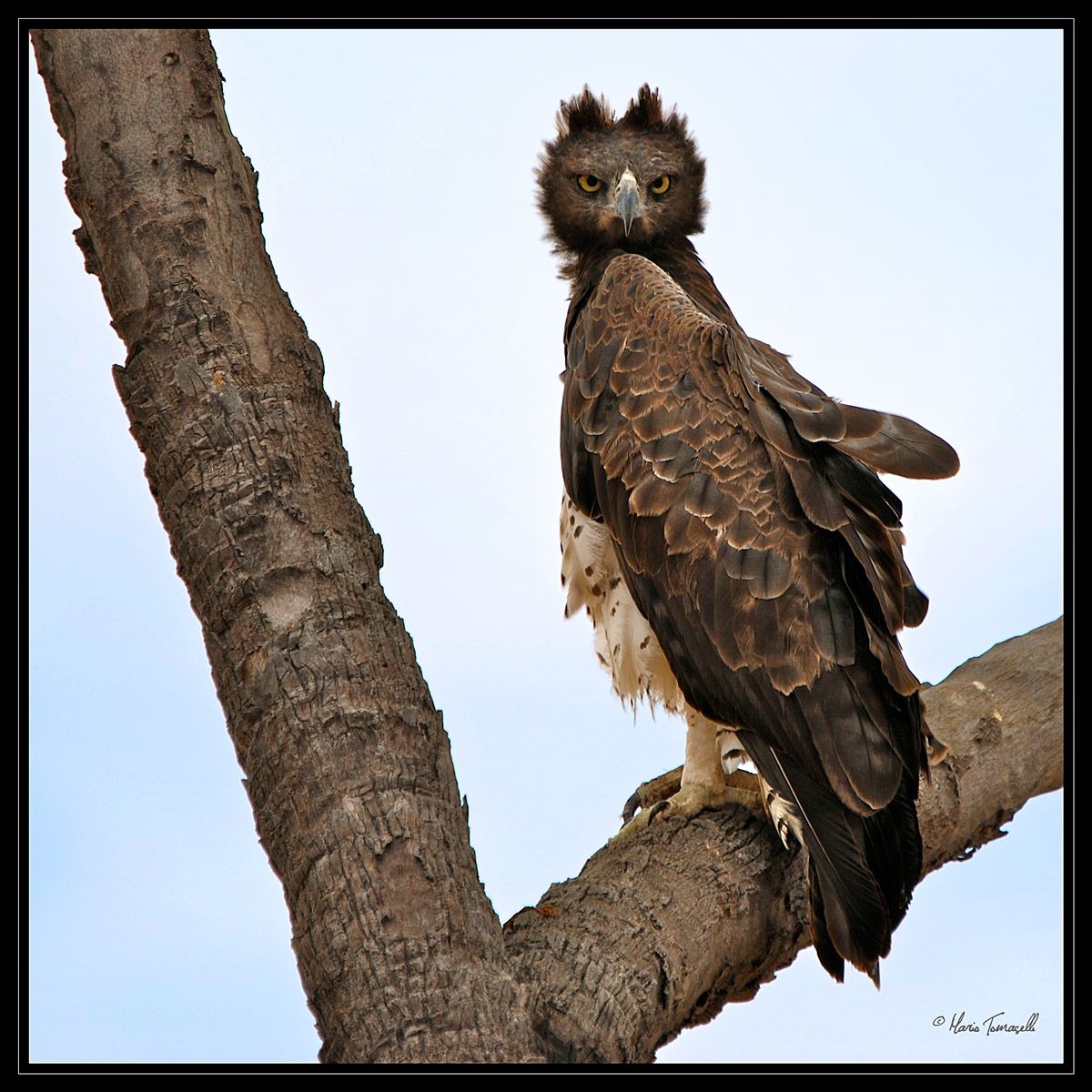 Aquila Marziale - Kenya