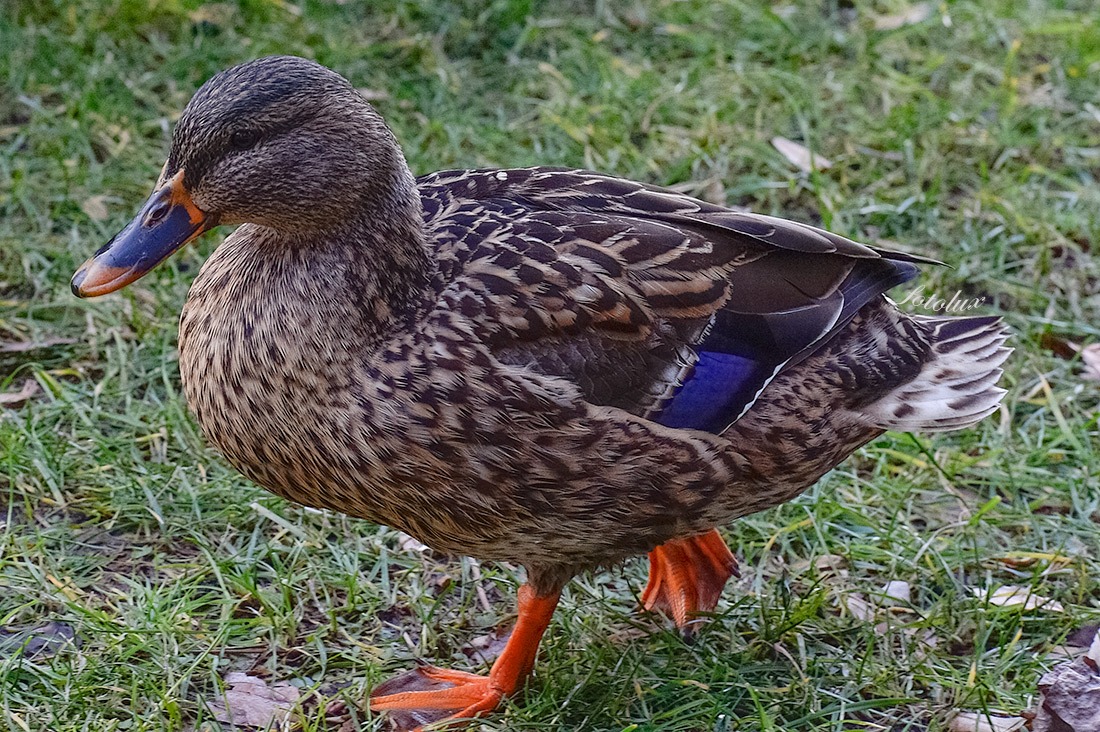 Germano Reale (femmina) 2015