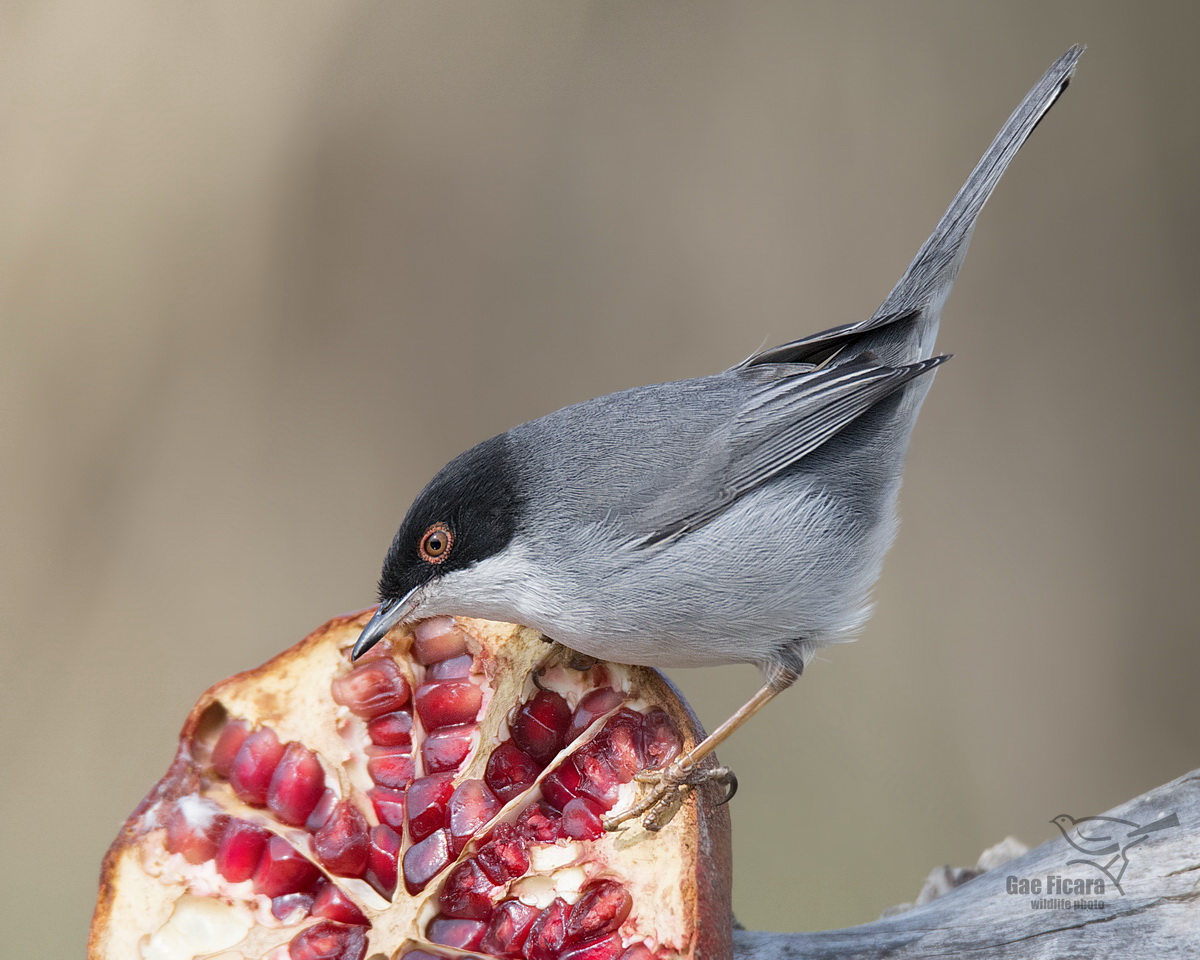 Warbler in his element