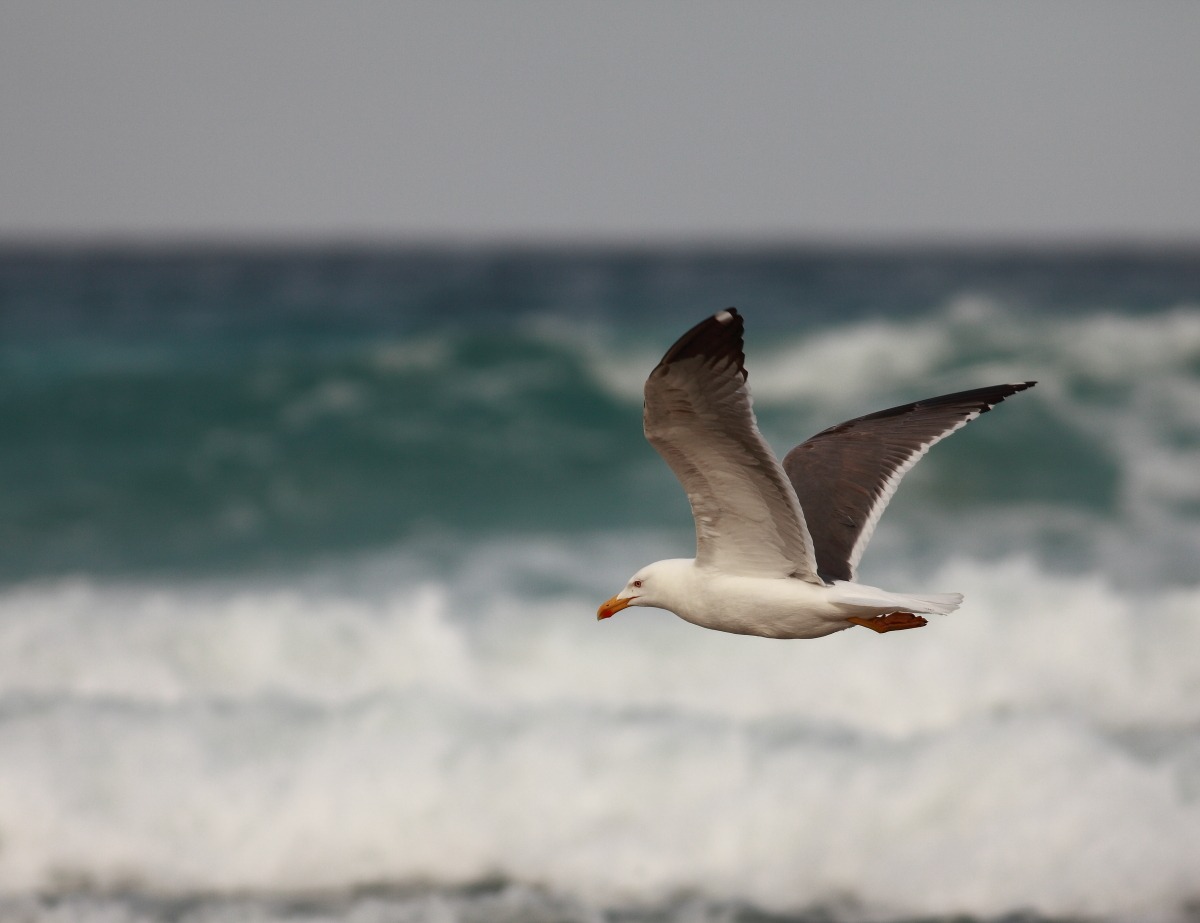Seagull. .