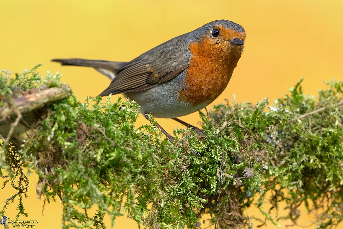 Robin on the moss .... zero km