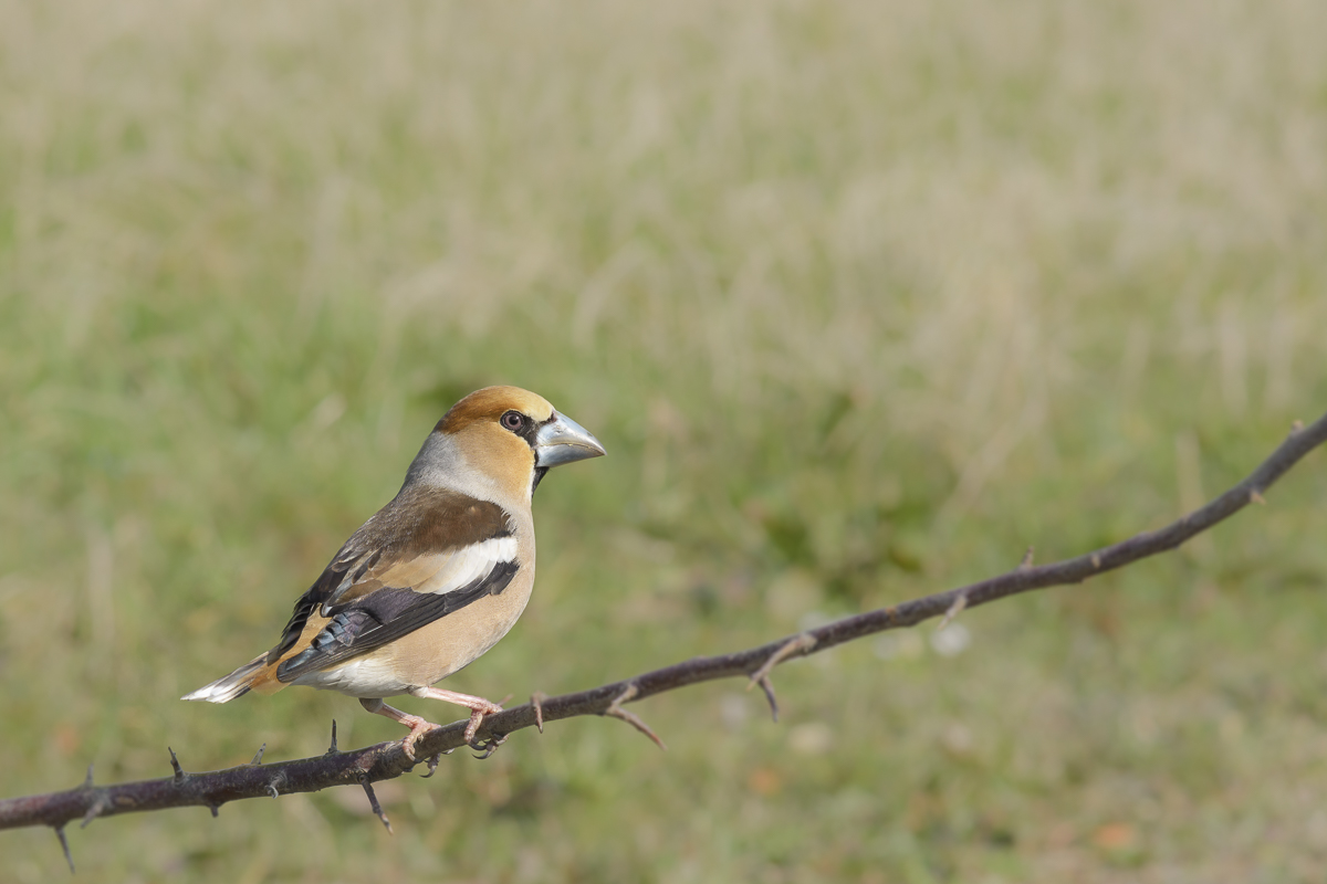 Hawfinch
