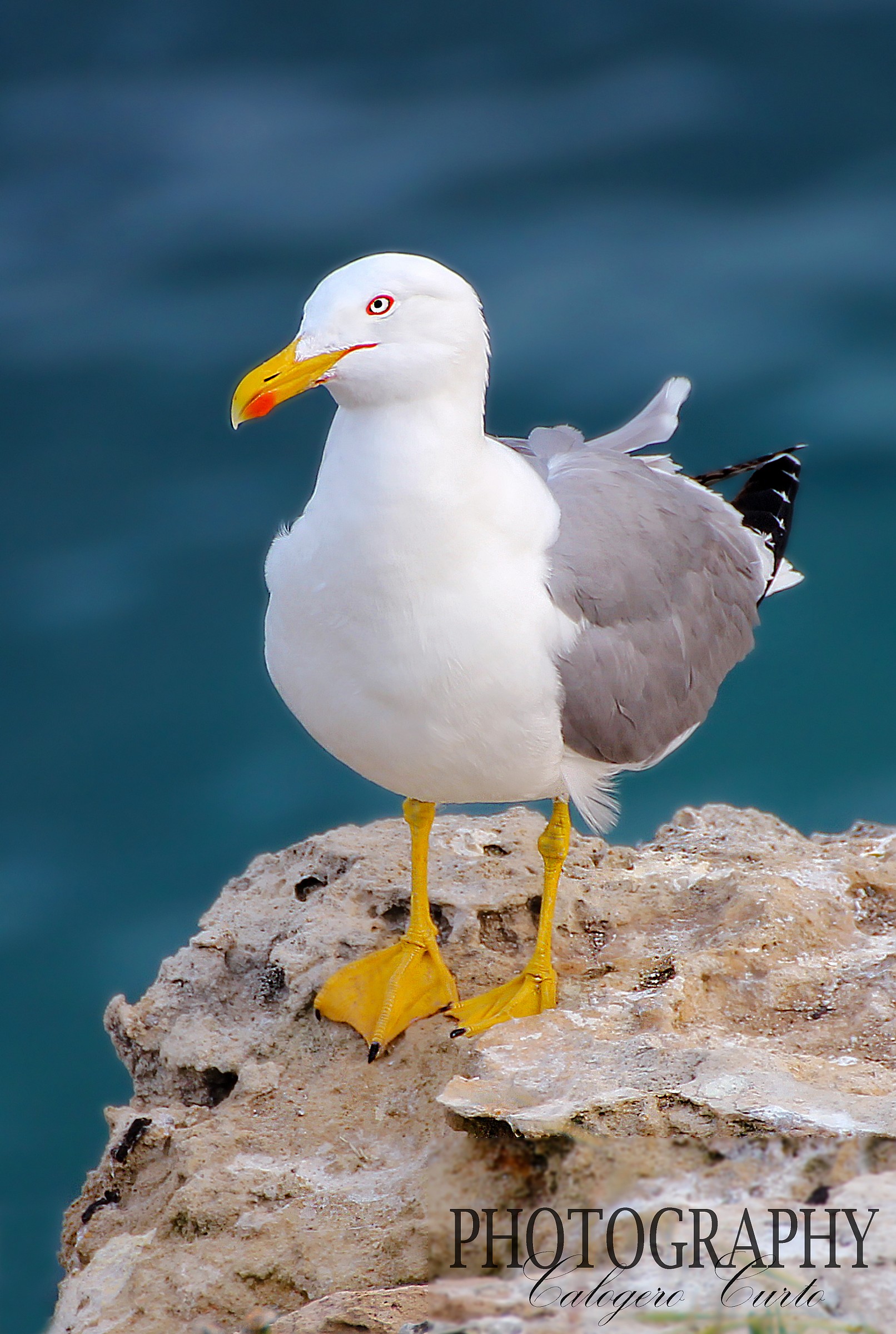 Seagull with sea views