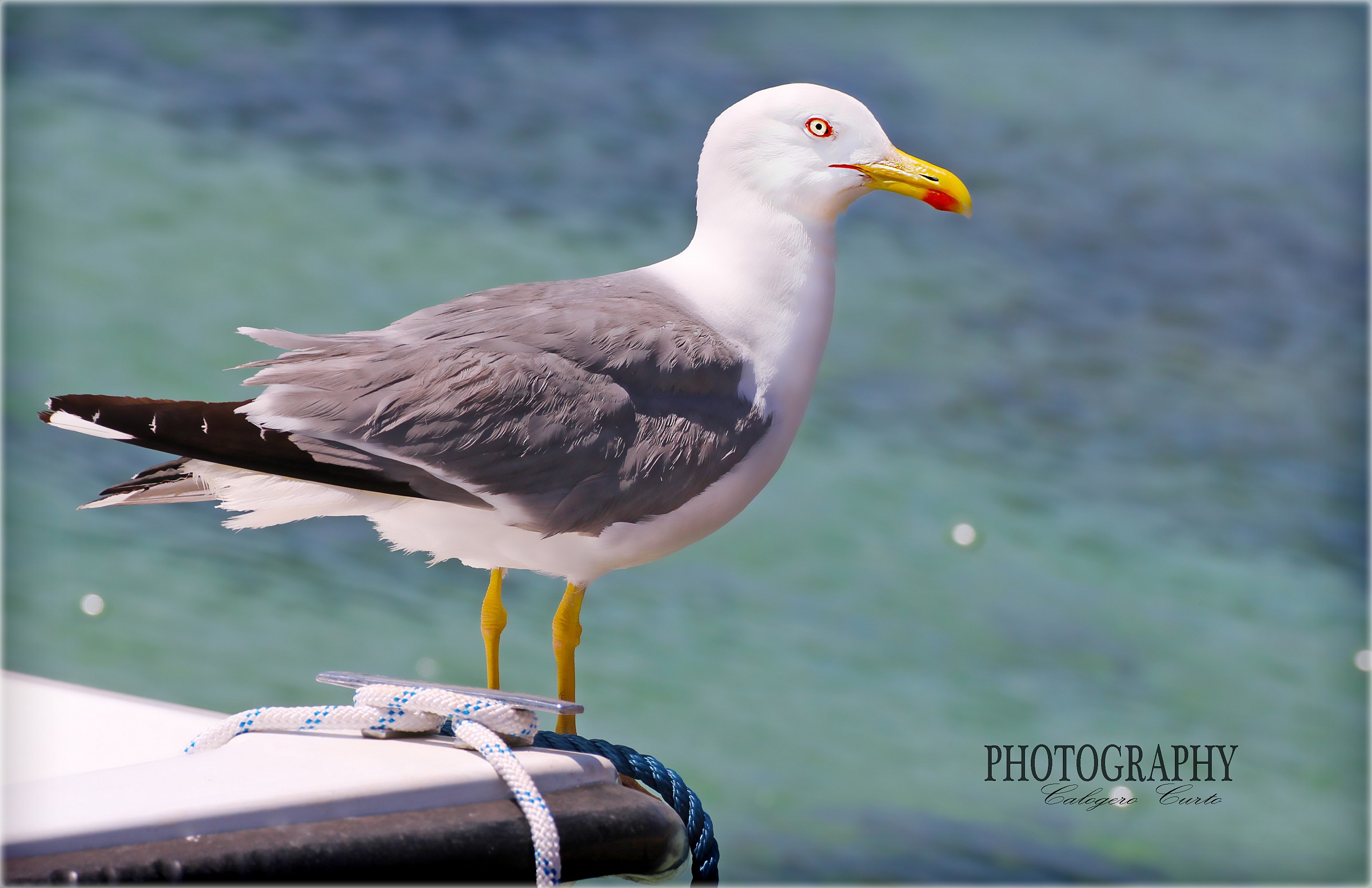 Seagull sea of ??Mondello (PA)