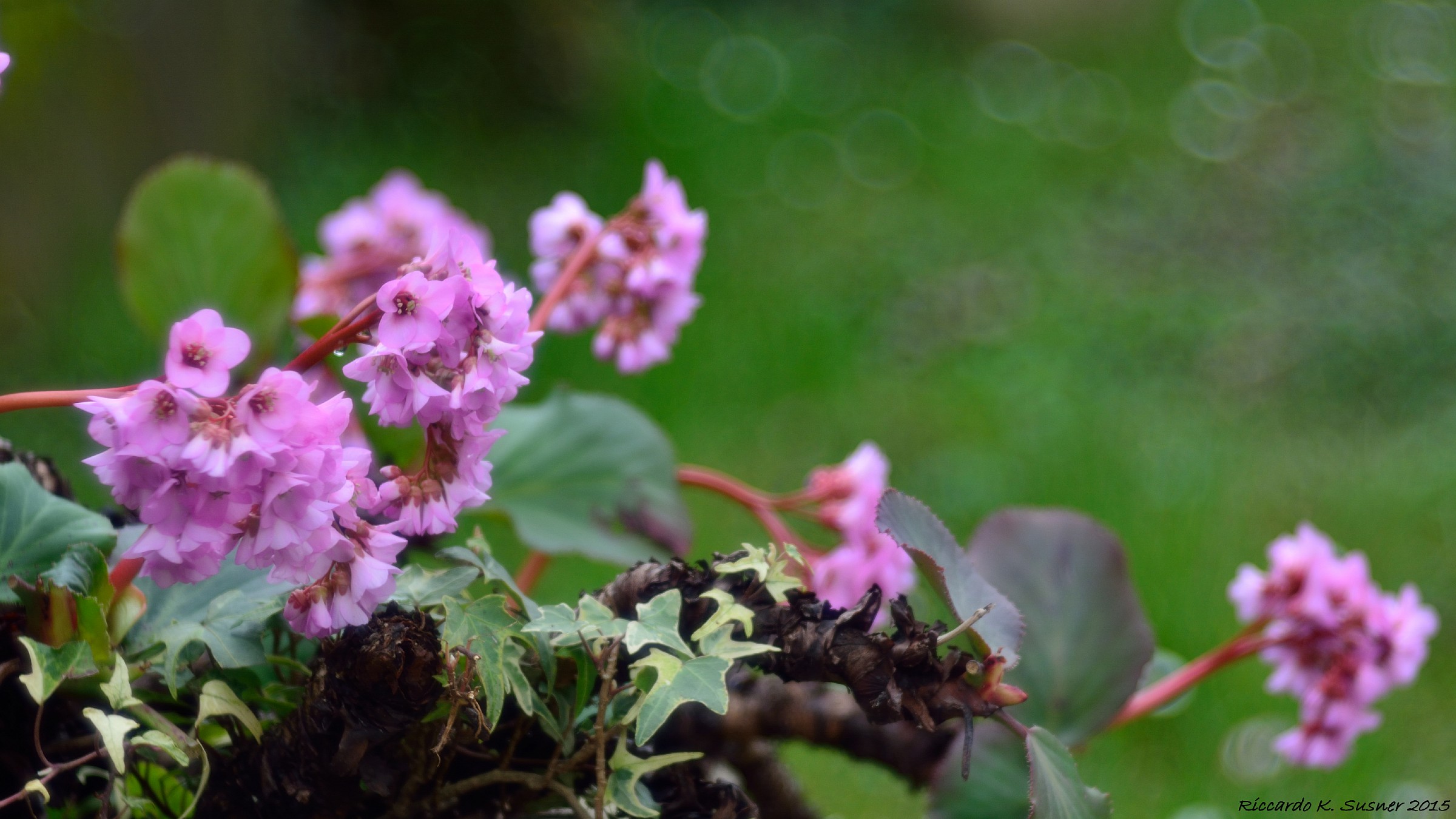 Flowers in the garden 2 (03 2015)