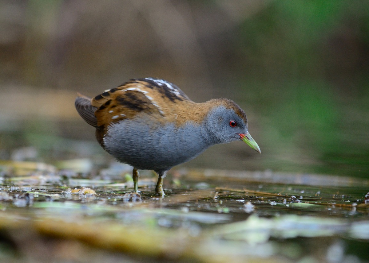Schiribilla (Porzana parva) maschio