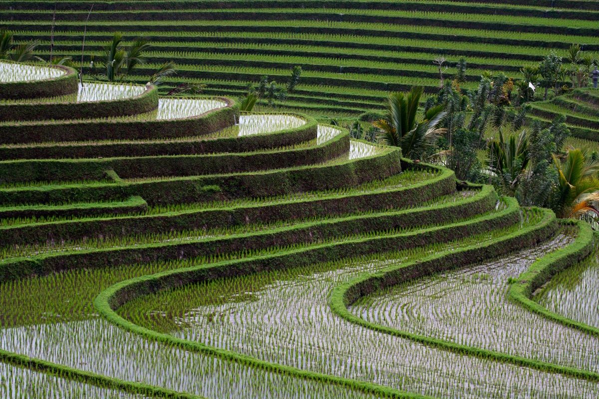 Rice terraces, Bali