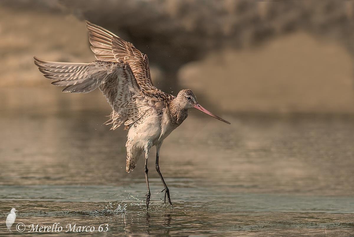 Godwit Minor ......... ..... in landing