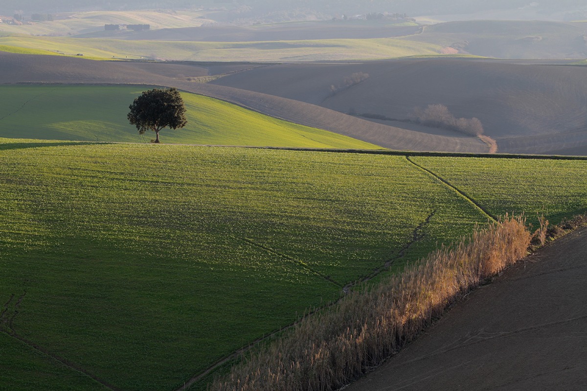 ...Assaggio di primavera Toscana...