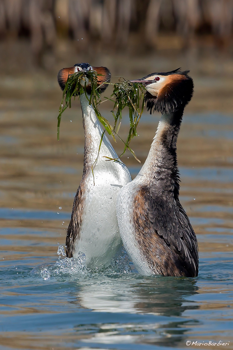 Parata di corteggiamento
