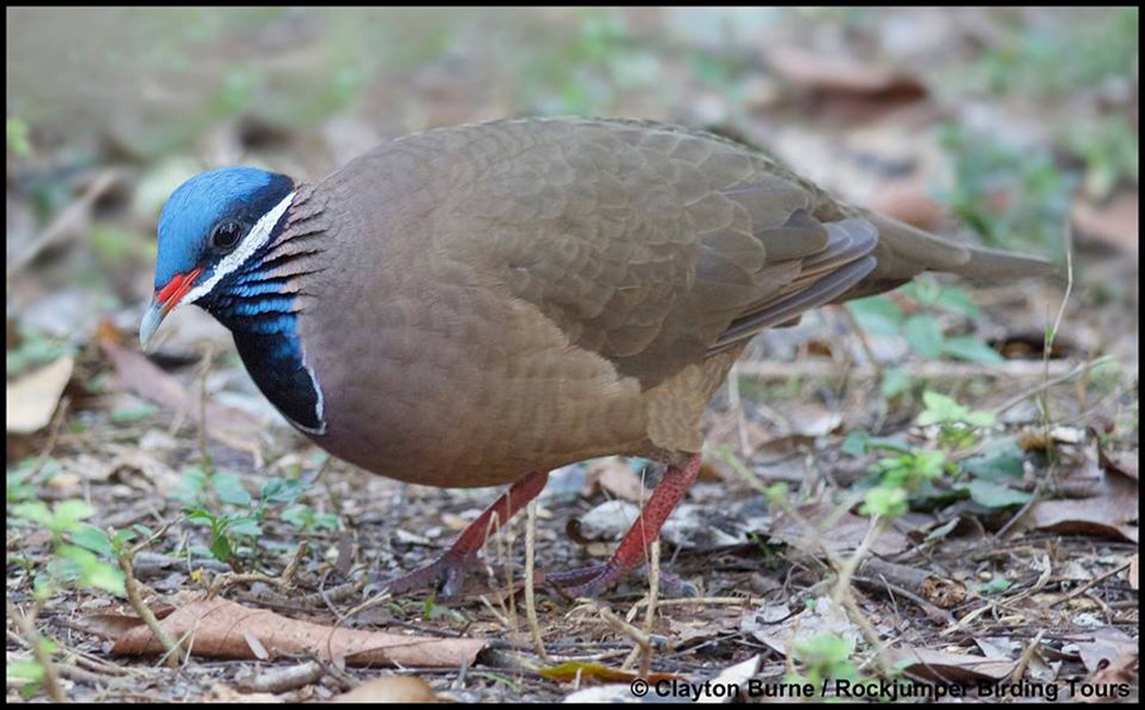 Blue-headed Quail-Colomba da Clayton Burne preso in Cuba