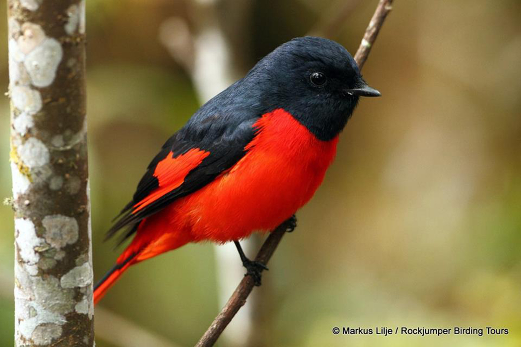 Breve-fatturato minivet di Markus Lilje preso in Bhutan