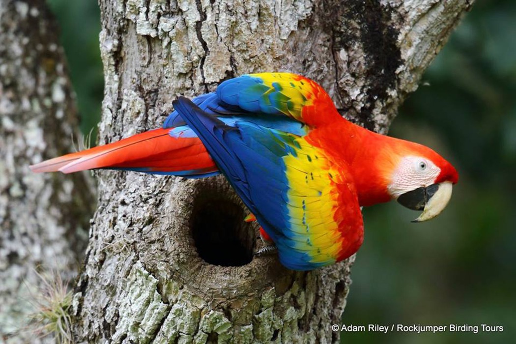 Macaw Scarlet da Adam Riley preso in Honduras