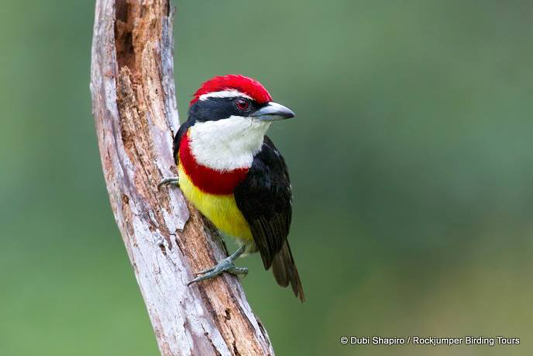 A Scarlet-banded Barbet da Dubi Shapiro nel Nord Pe