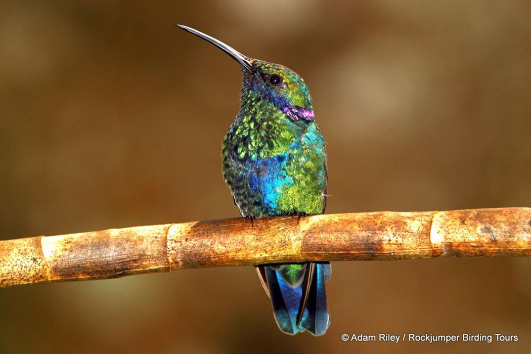 Violetear Sparkling da Adam Riley nel nord del Perù.
