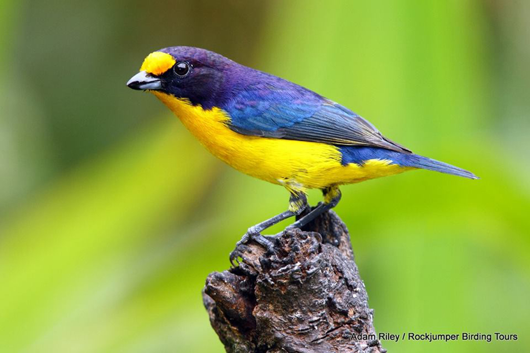 Maschio Violaceous Euphonia da Adam Riley