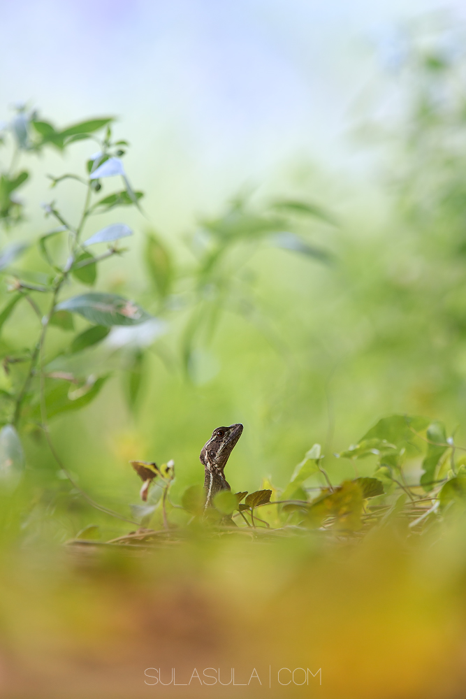 Brown Basilisk | Panama