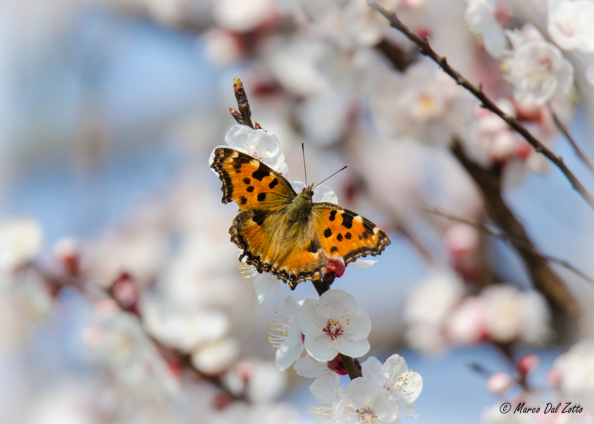 è indiscutibilmente primavera