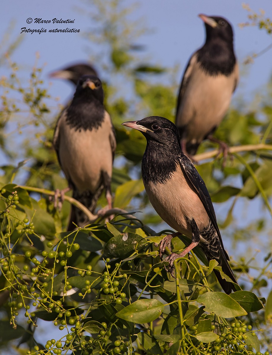 Ognuno guardi dalla sua parte