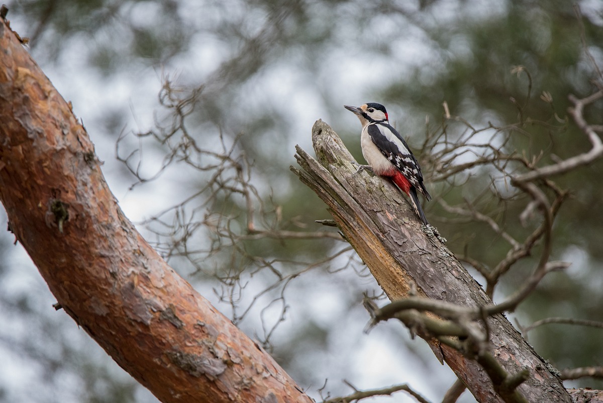 Great-spotted woodpecker (Dendrocopos major)