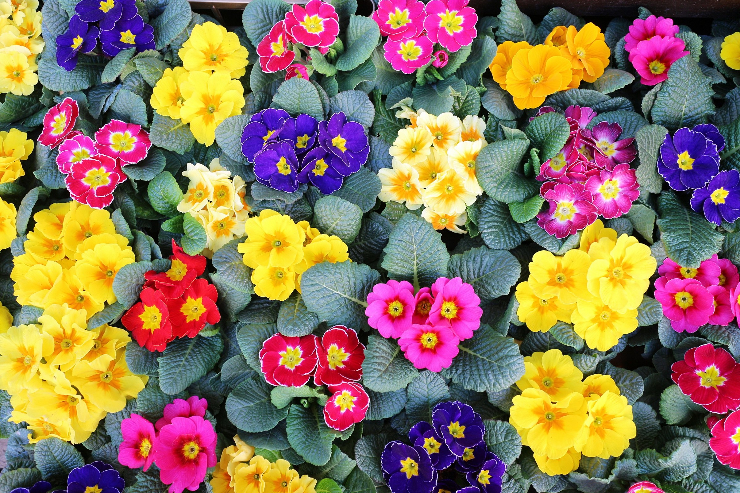 The primrose make a summer ...;)