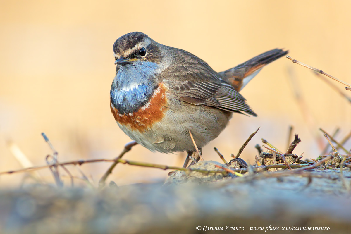 Bluethroat 4